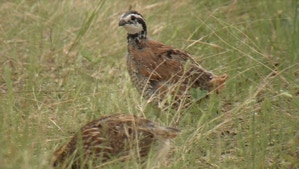 Quail hunting in Texas