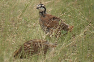 Quail hunting in Texas.