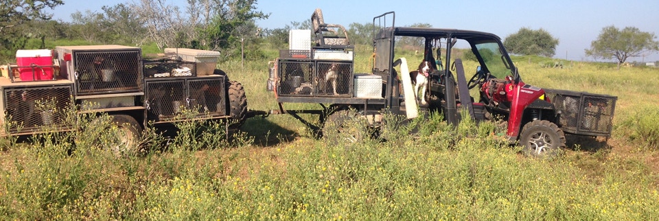 Quail Hunting in Texas. Book your hunt today.