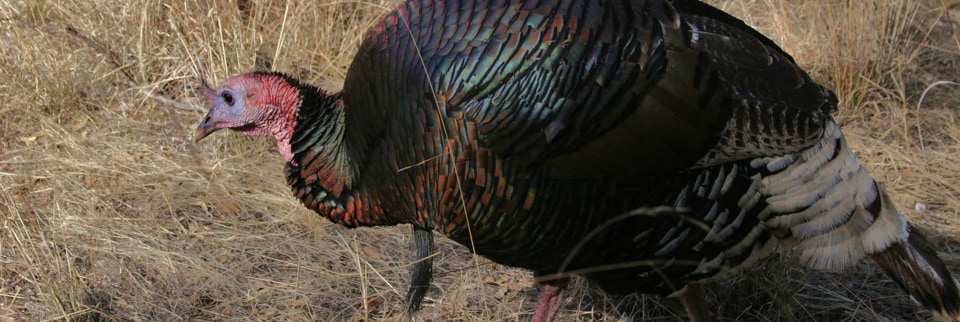 Join us for Turkey hunting in Texas