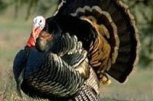 turkey hunting in Texas, South Texas, rio grande turkey